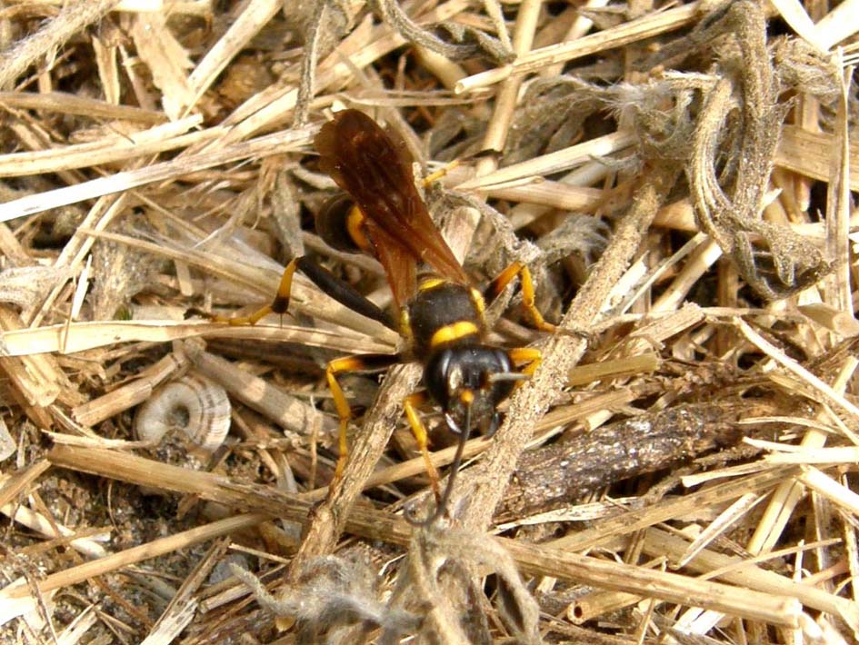 Sceliphron caementarium