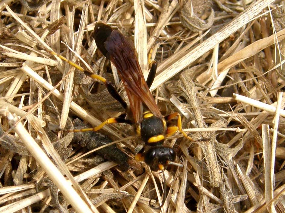 Sceliphron caementarium