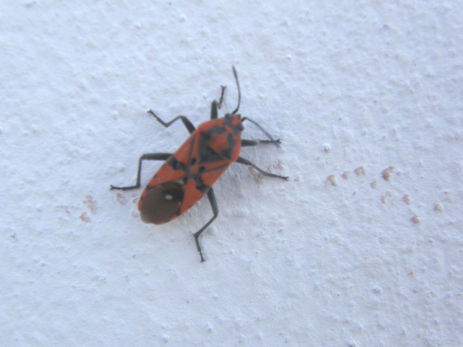 Lygaeidae da identificare: Spilostethus pandurus