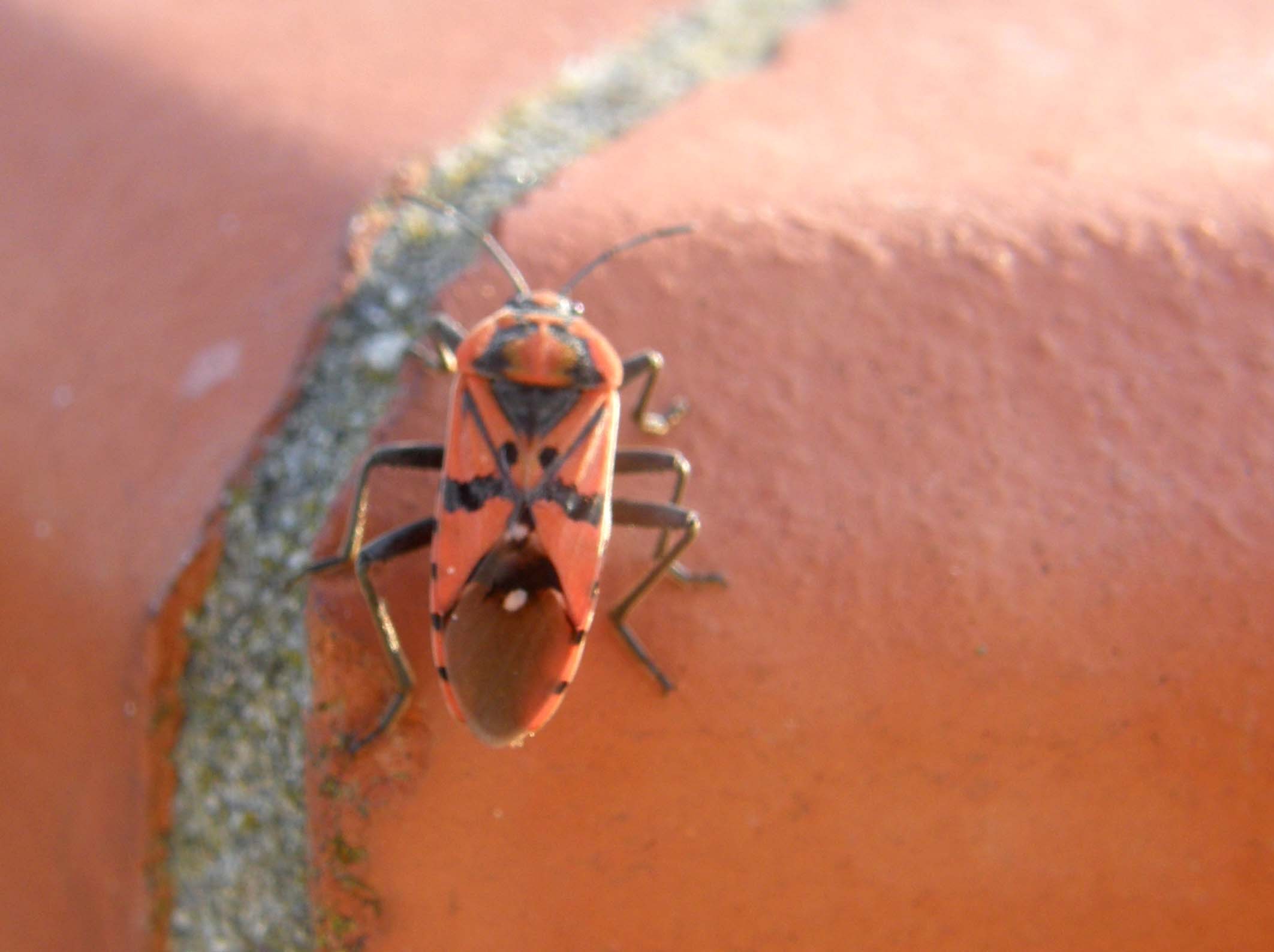 Lygaeidae da identificare: Spilostethus pandurus