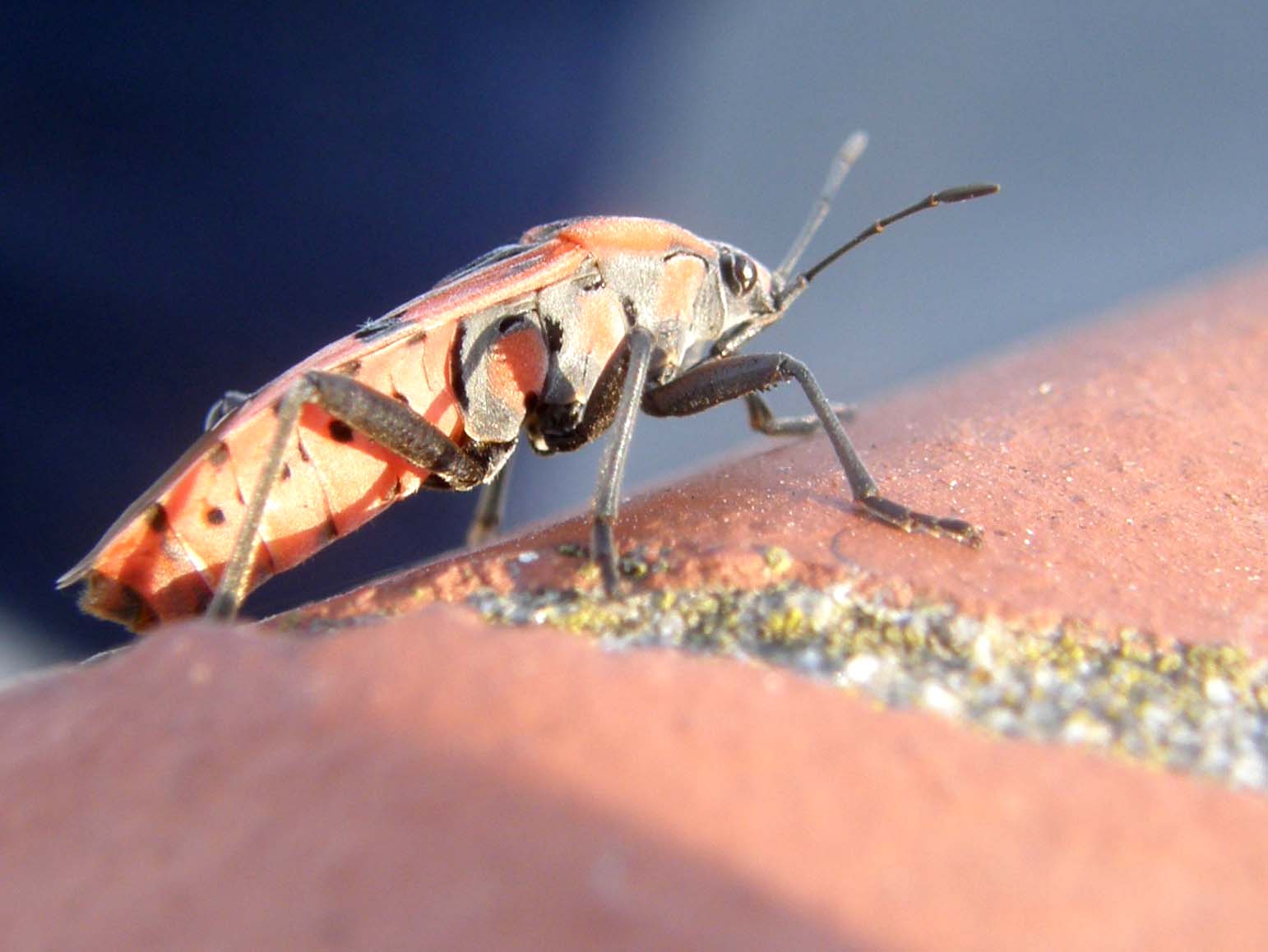 Lygaeidae da identificare: Spilostethus pandurus