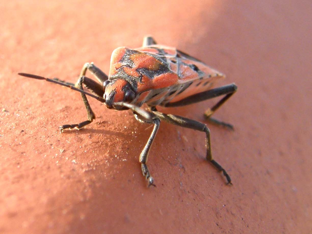 Lygaeidae da identificare: Spilostethus pandurus