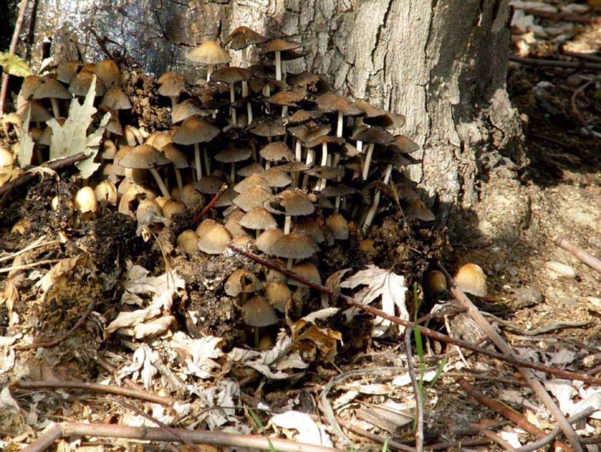 Due specie di Coprinus