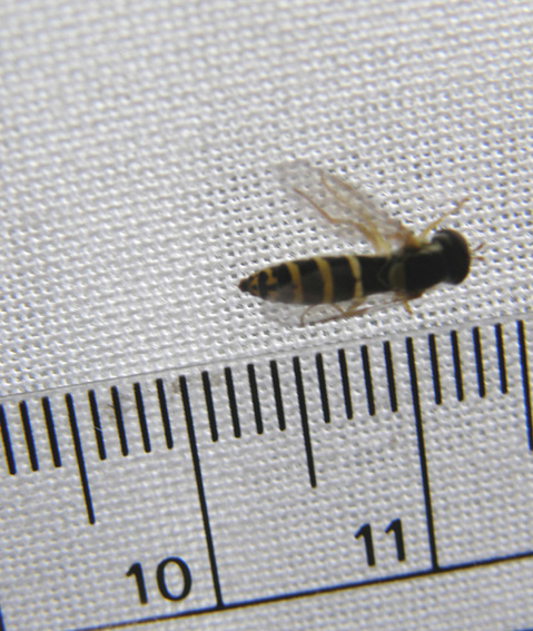 Sphaerophoria sp. (Syrphidae)