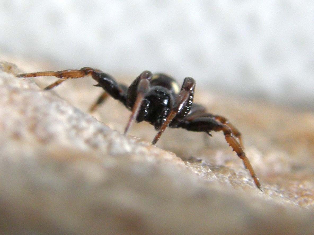 Asagena sp.