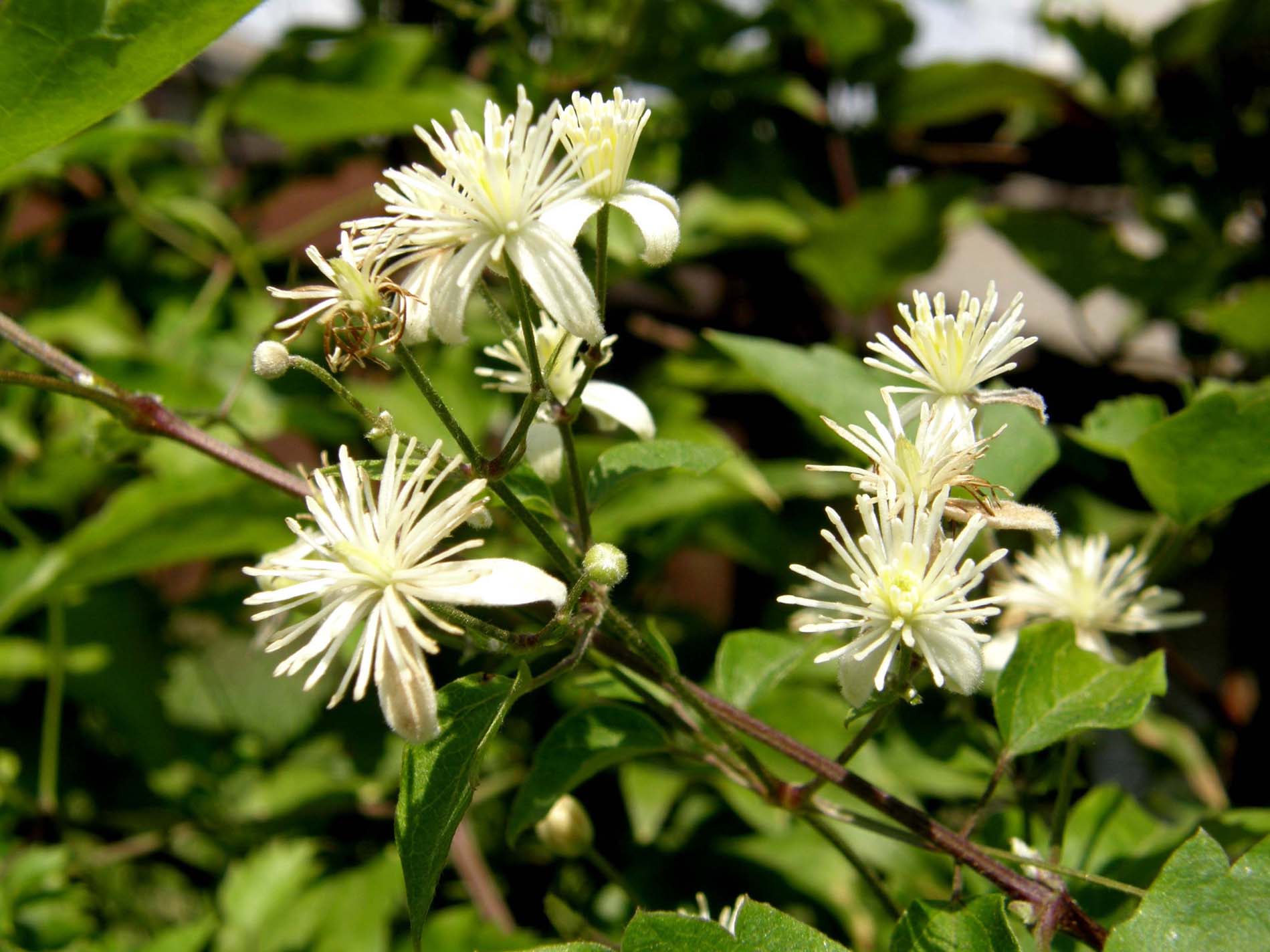 Clematis flammula della Camargue (e C. vitalba)