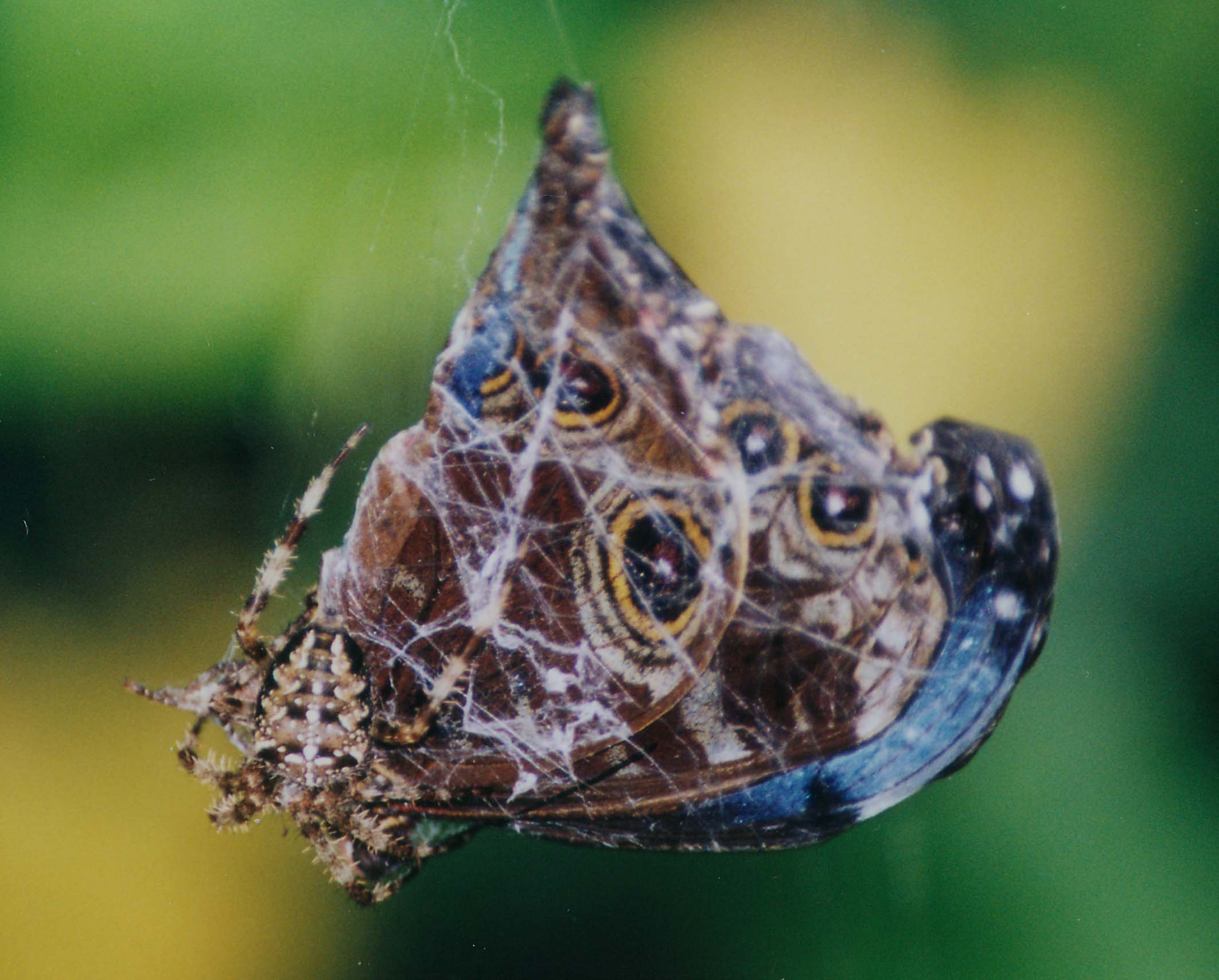 Araneus diadematus e farfalla esotica (Morpho)