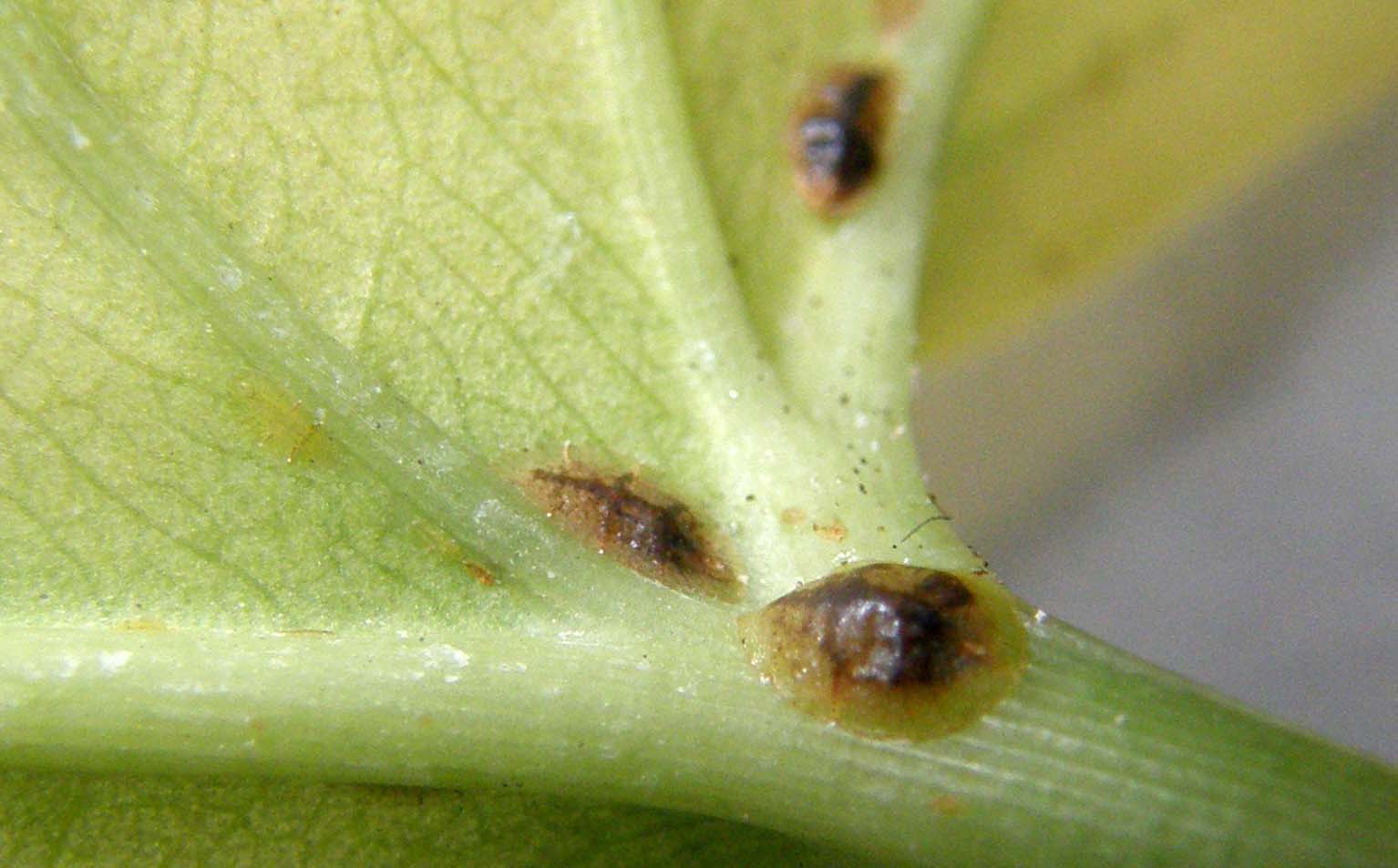 Saissetia coffeae + Dactylopius coccus,  cocciniglie