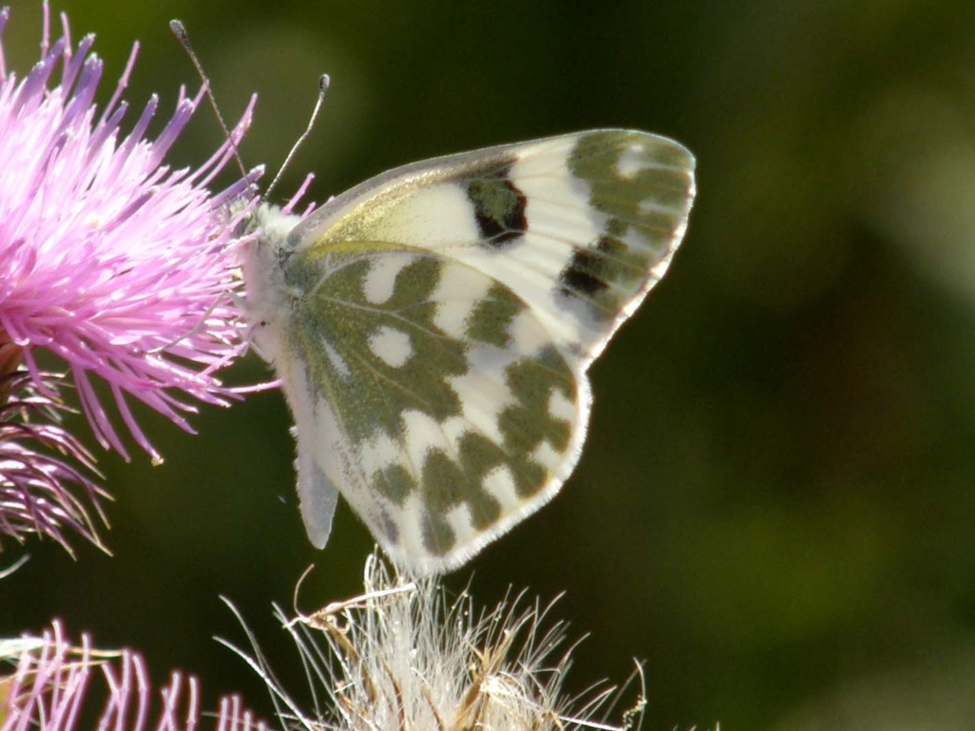 Pieridae: Colias (quale?) e Pontia (quale?)