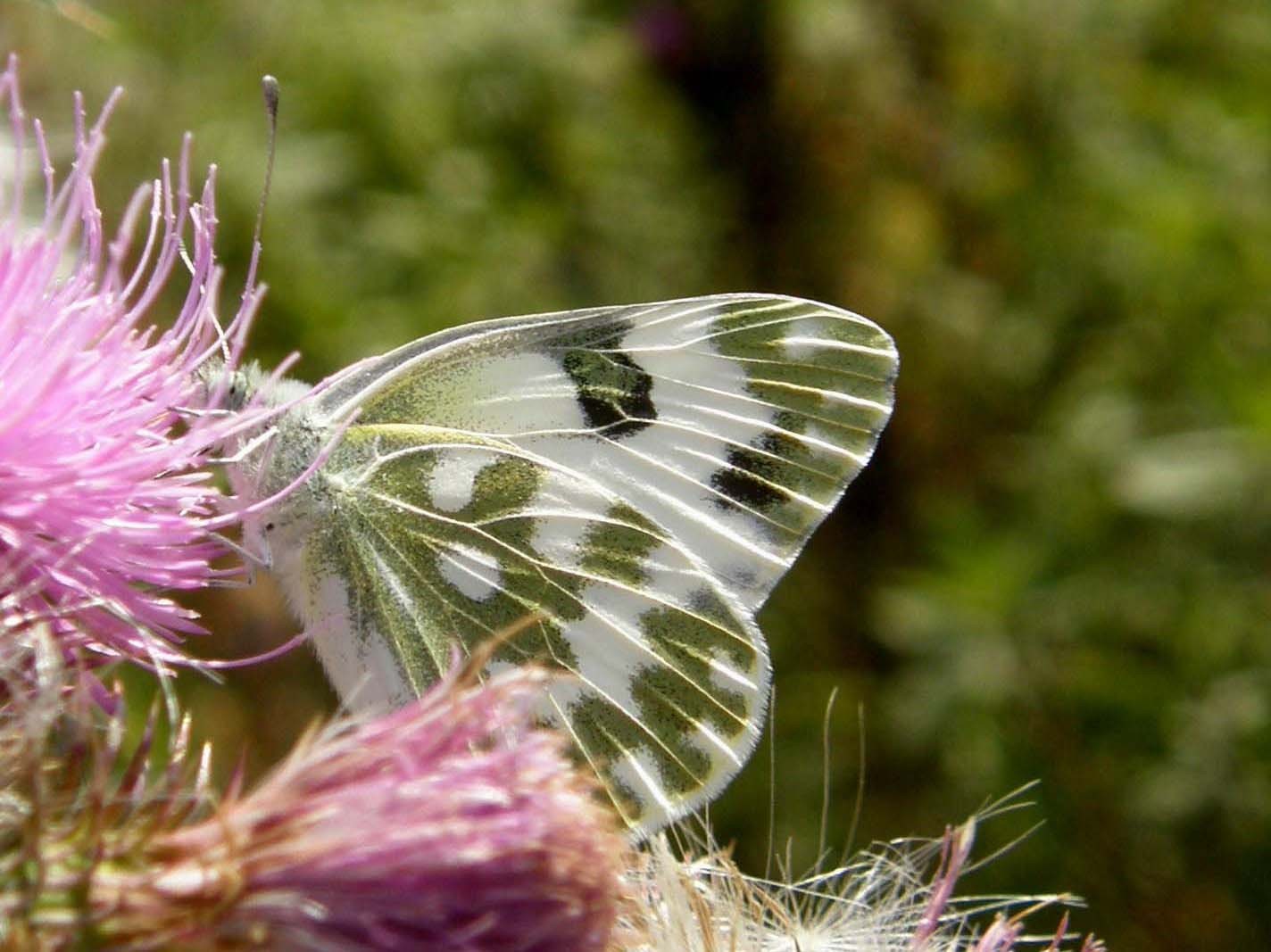 Pieridae: Colias (quale?) e Pontia (quale?)