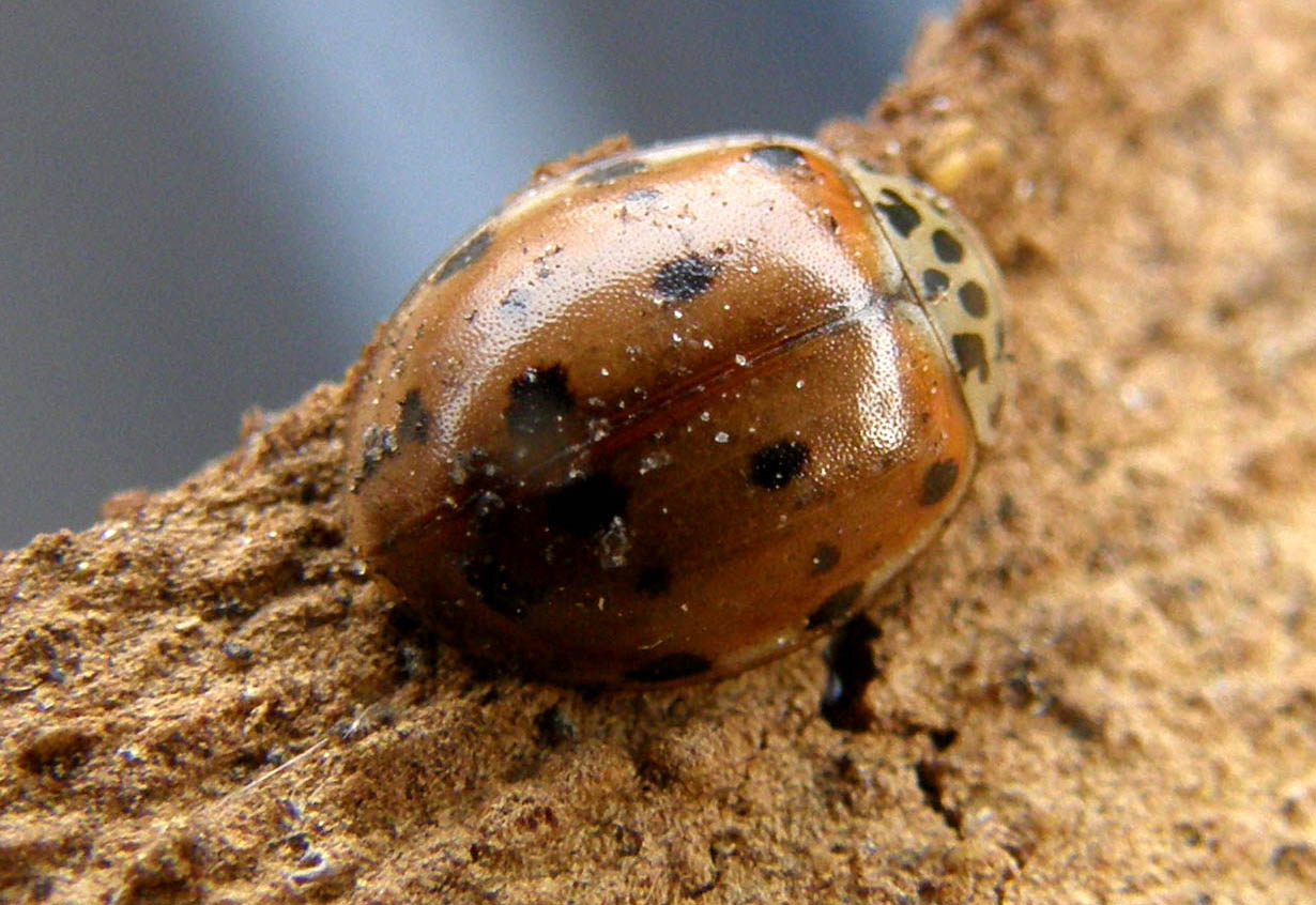 Altre Harmonia quadripunctata