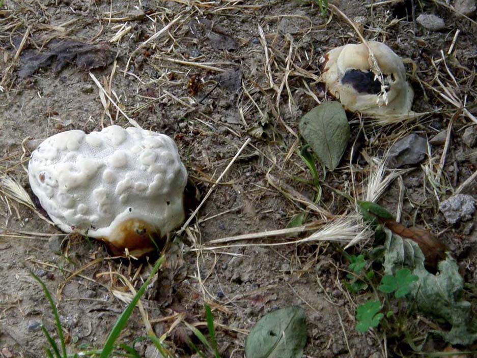 A volte ritornano... (Ganoderma resinaceum)