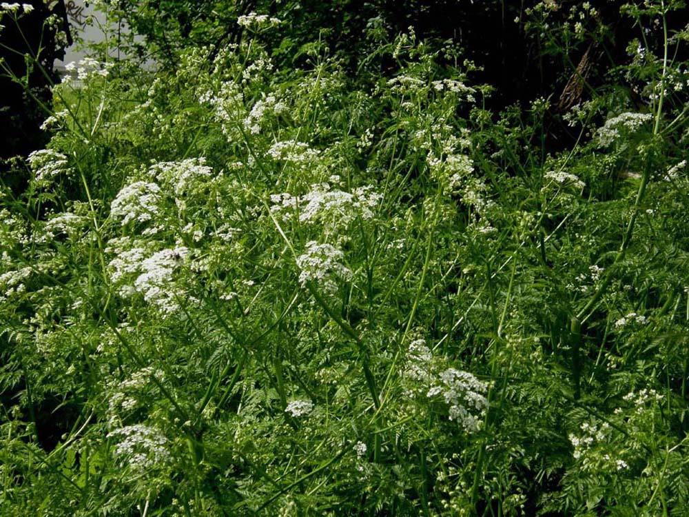 Apiaceae: cfr. Conium maculatum