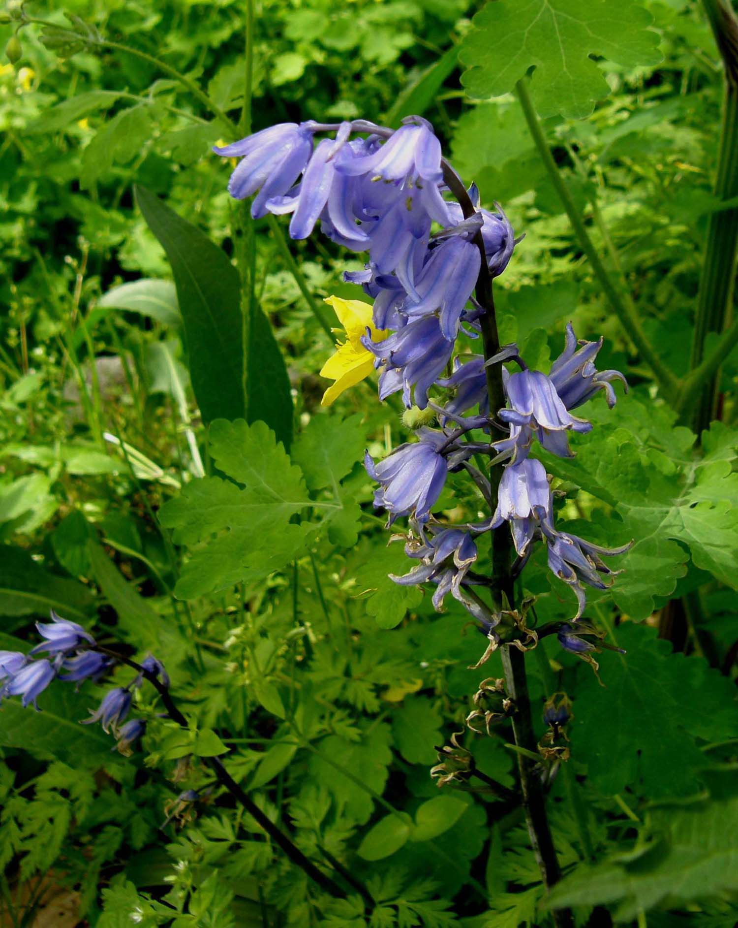 Campanula ?   Hyacinthoides non-scripta ( Asparagaceae)