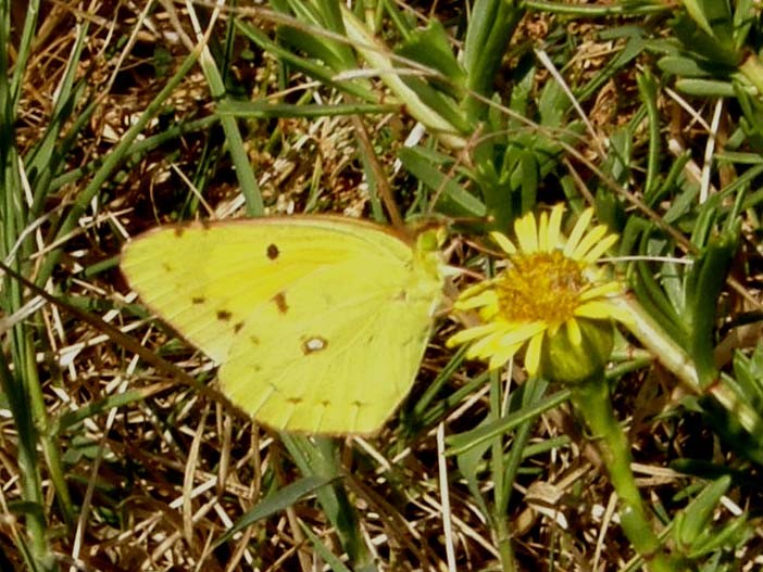 Pieridae: Colias (quale?) e Pontia (quale?)