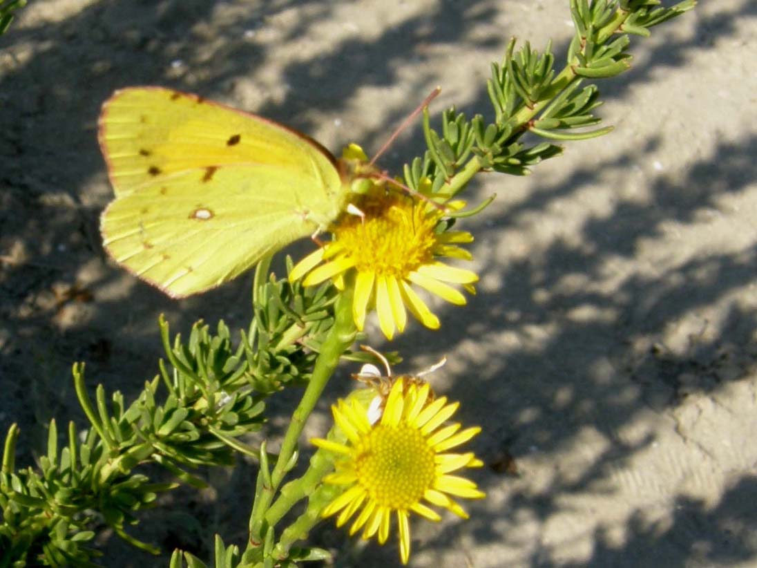 Pieridae: Colias (quale?) e Pontia (quale?)