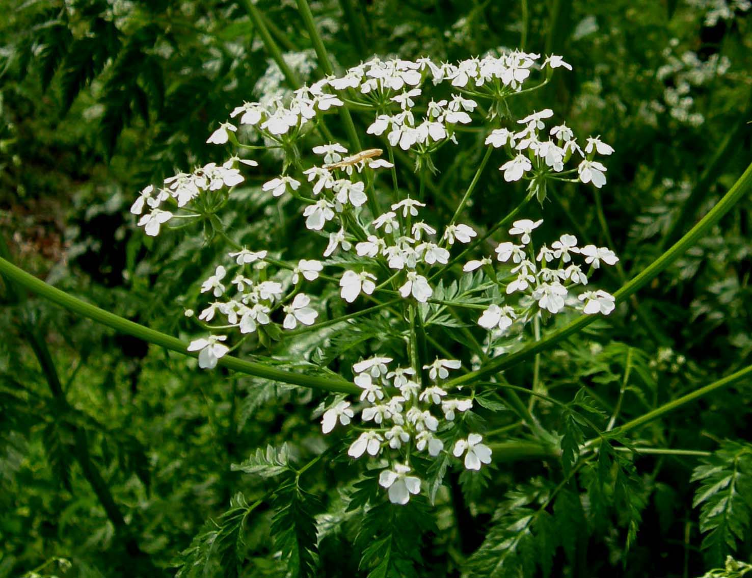 Apiaceae: cfr. Conium maculatum