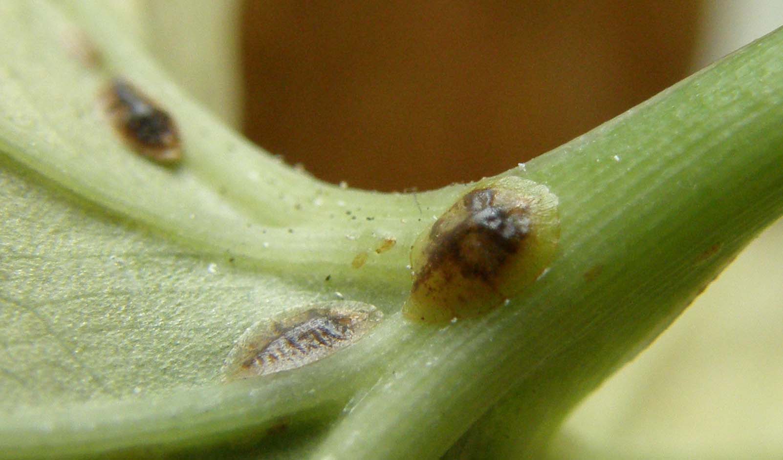 Saissetia coffeae + Dactylopius coccus,  cocciniglie