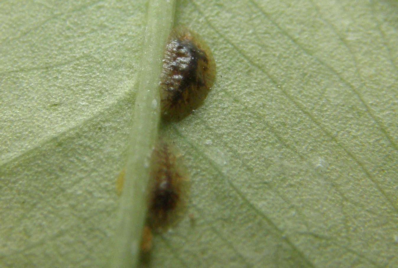 Saissetia coffeae + Dactylopius coccus,  cocciniglie