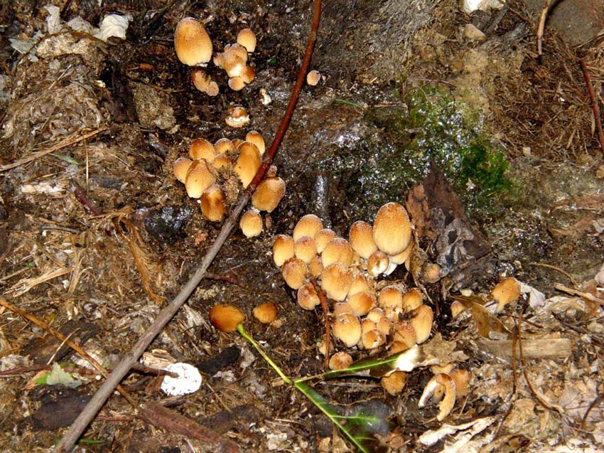 Due specie di Coprinus