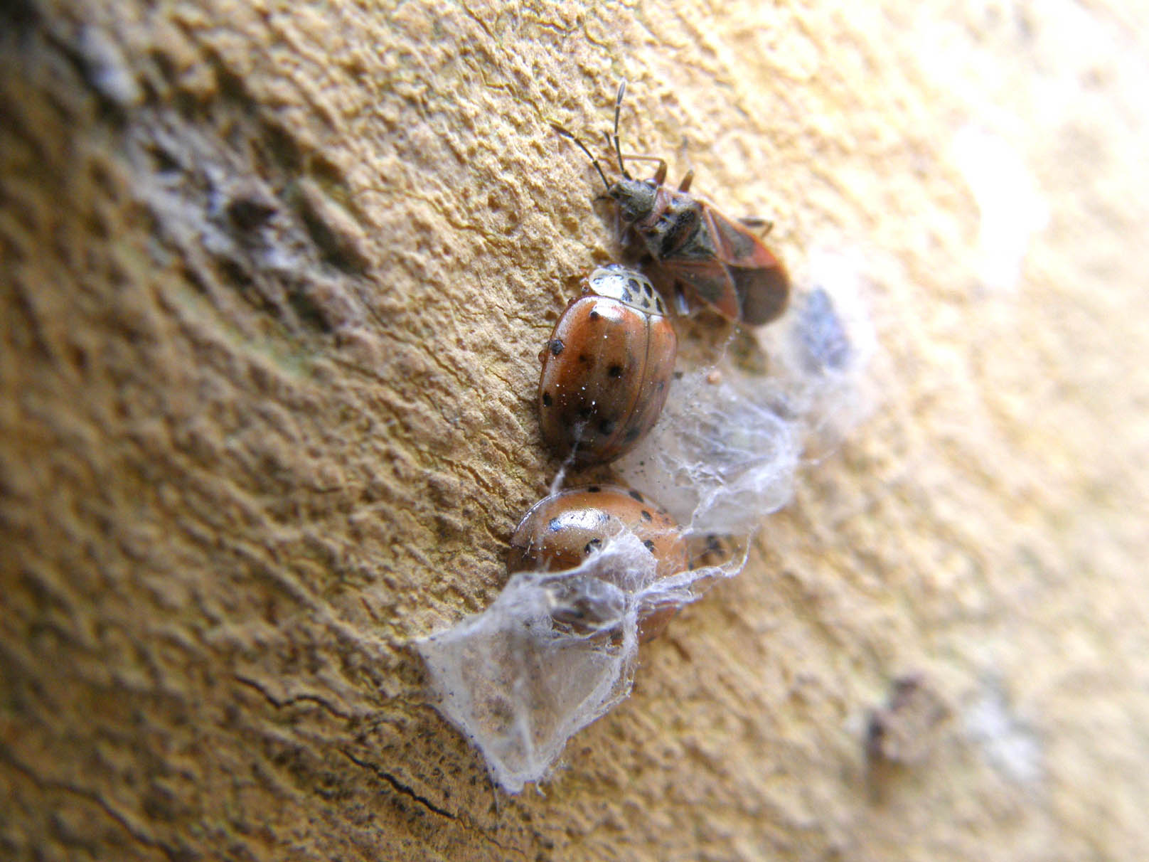 Lygaeidae: Arocatus longiceps su platano