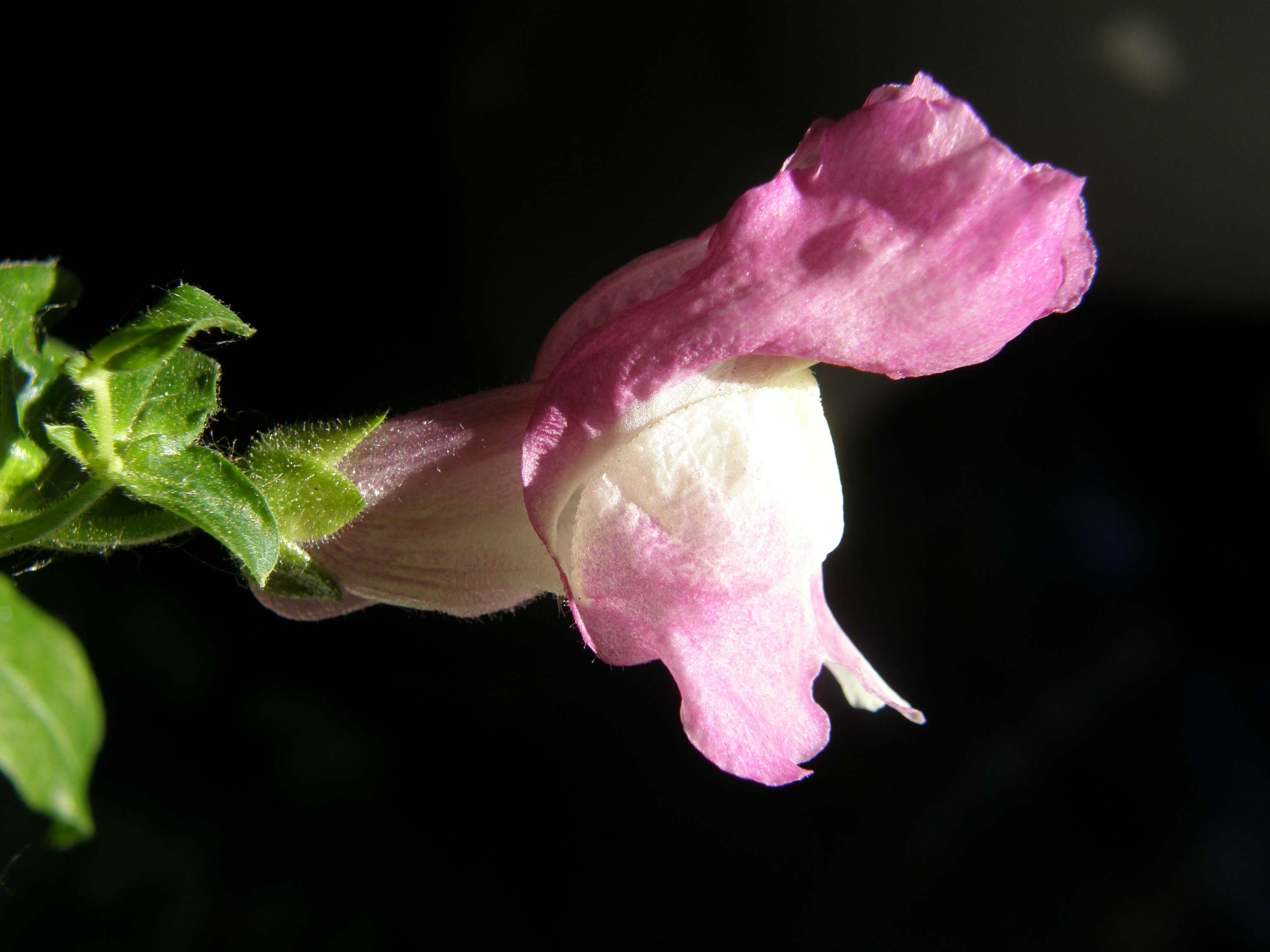 Rinselvatichimento o casualit:   Antirrhinum majus /  Bocca di leone