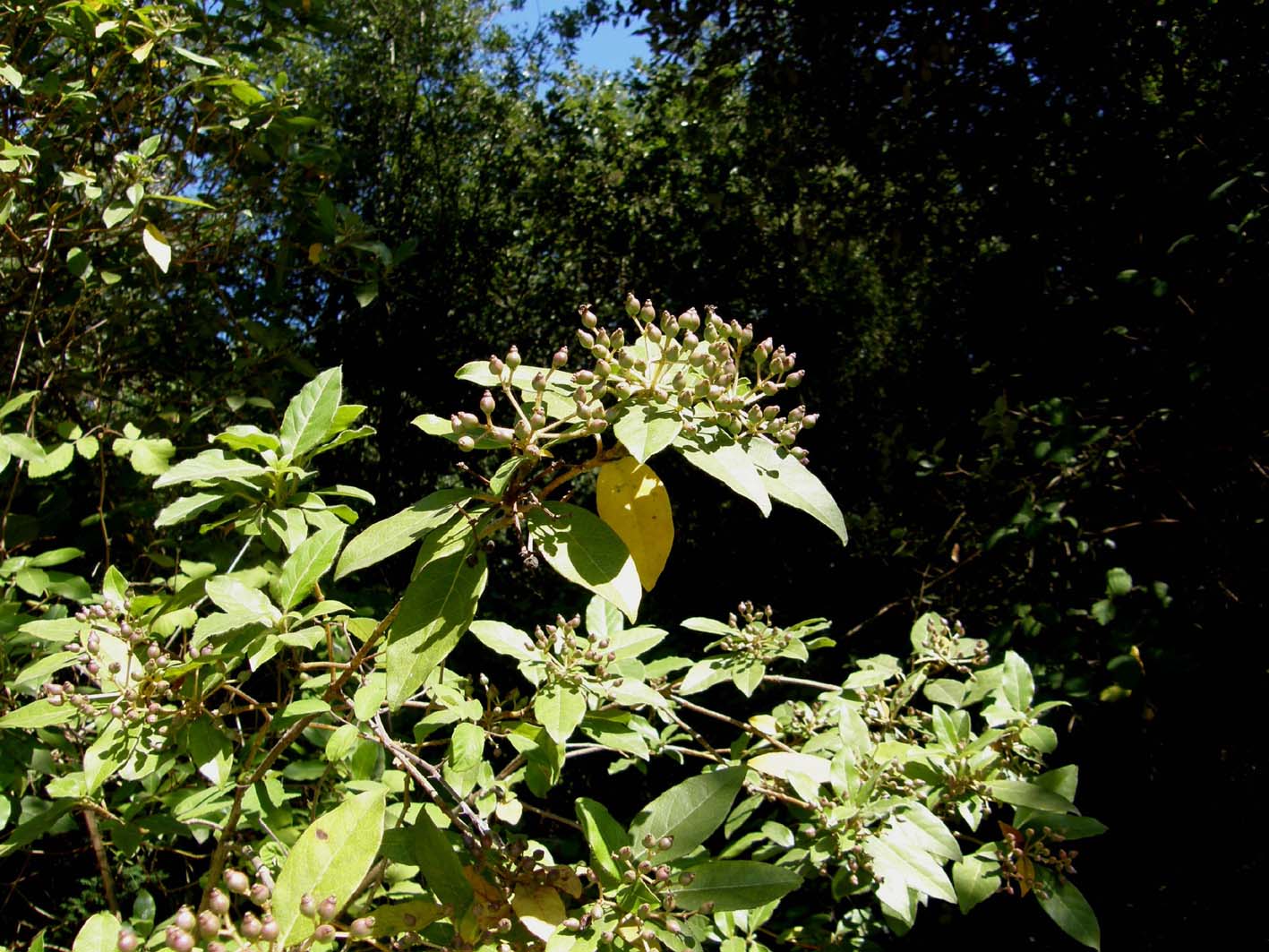 Arbusto con bacche - Viburnum tinus