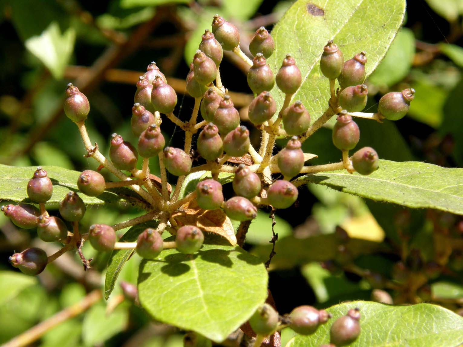 Arbusto con bacche - Viburnum tinus