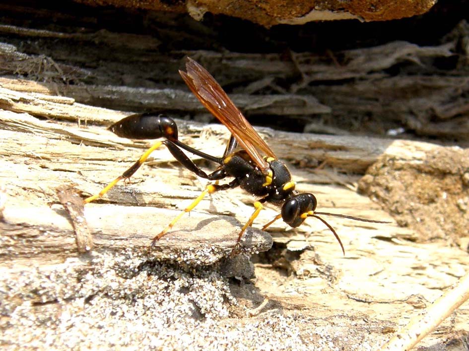 Sceliphron caementarium