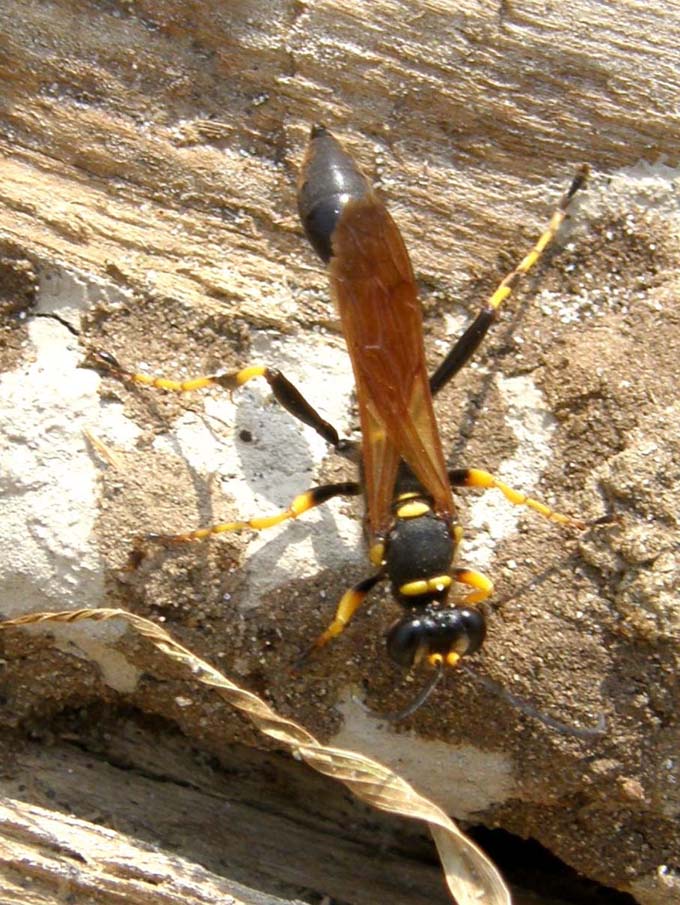 Sceliphron caementarium