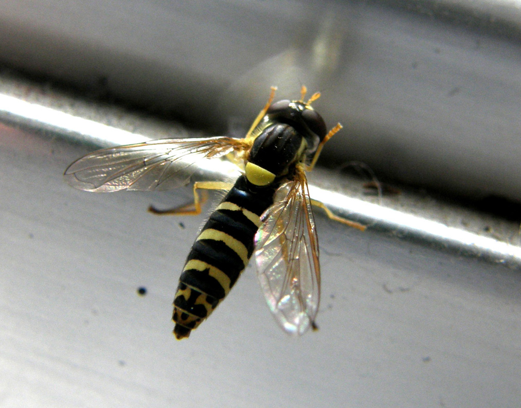 Sphaerophoria sp. (Syrphidae)