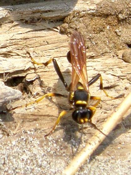 Sceliphron caementarium