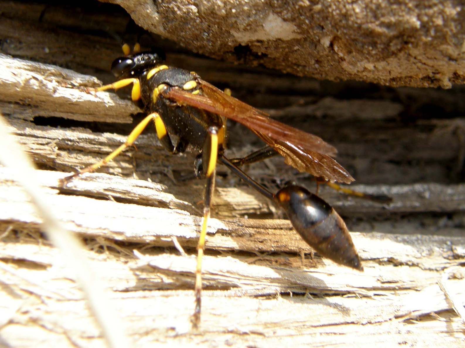 Sceliphron caementarium