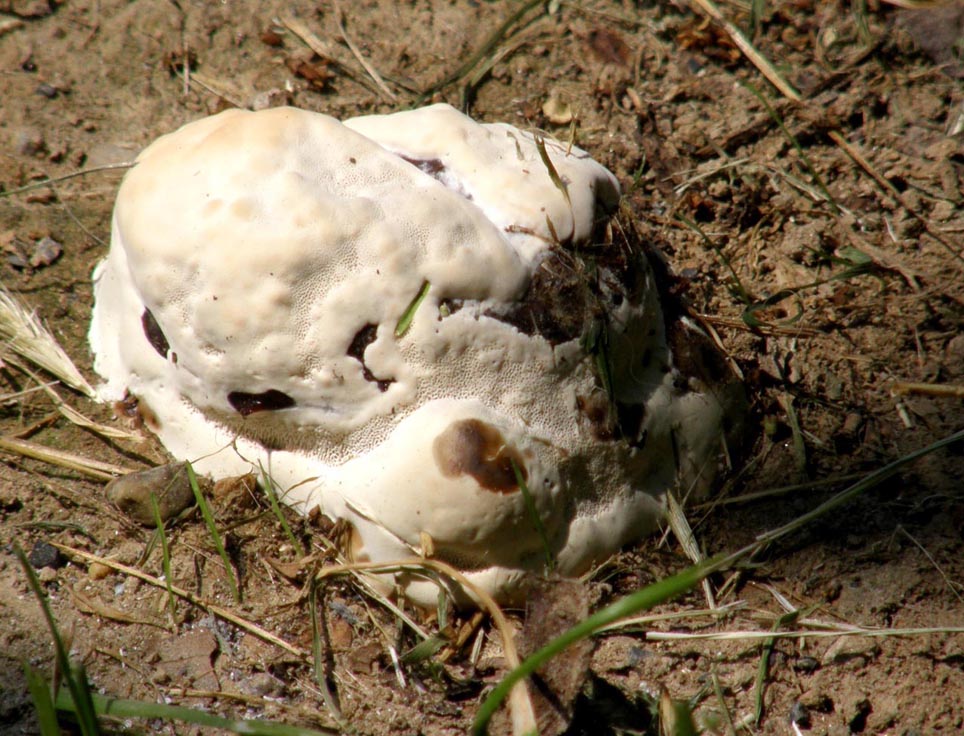 A volte ritornano... (Ganoderma resinaceum)