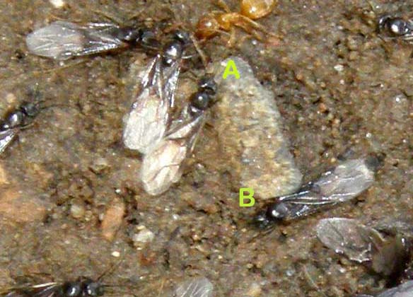 Formiche alate e operaie gialle (Lasius sp.)