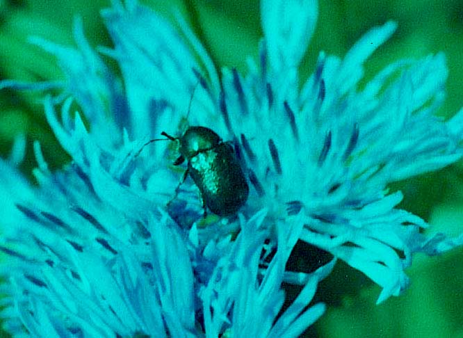 Chrysomelidae: Cryptocephalus cfr. hypocoeridis e Oreina sp.