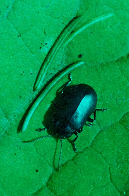 Chrysomelidae: Cryptocephalus cfr. hypocoeridis e Oreina sp.