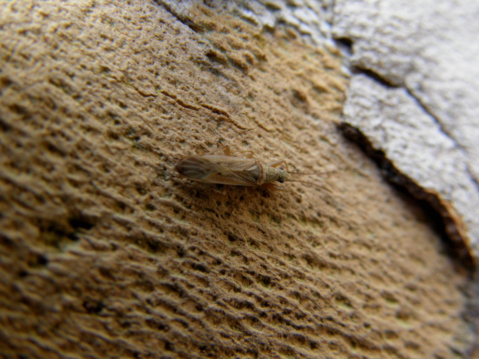 Lygaeidae: Paromius gracilis sotto corteccia di Platano