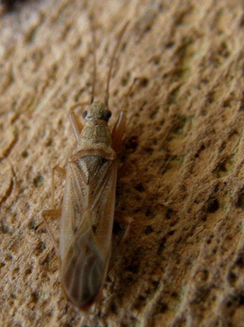 Lygaeidae: Paromius gracilis sotto corteccia di Platano