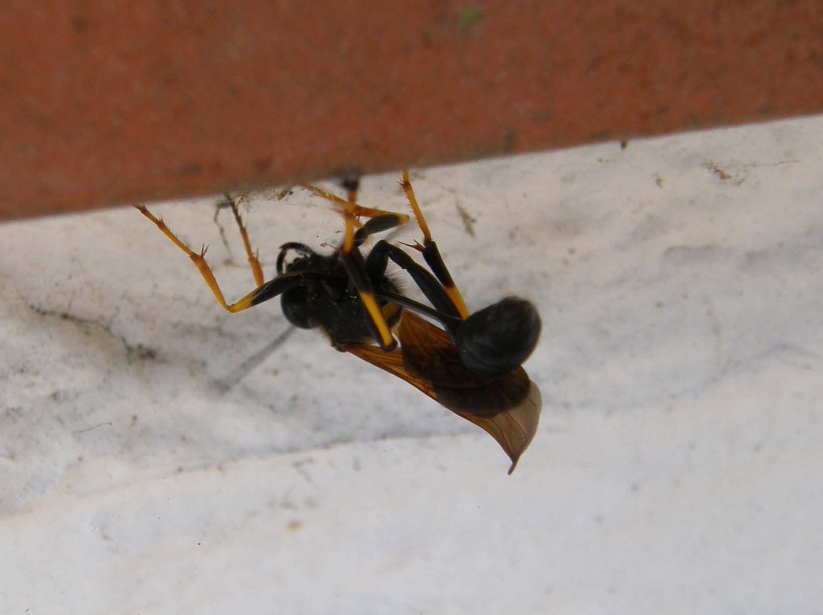 Sceliphron caementarium