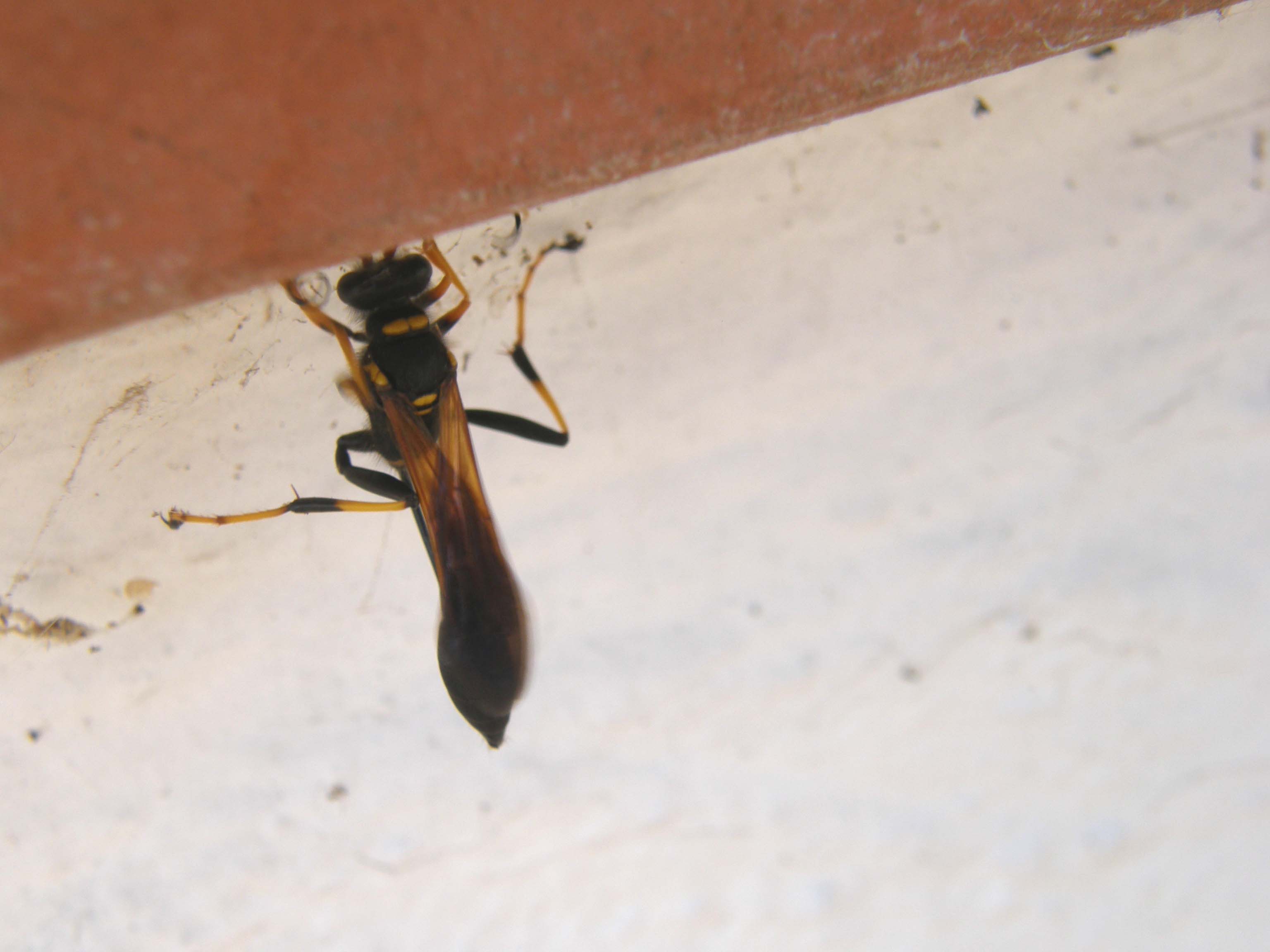 Sceliphron caementarium