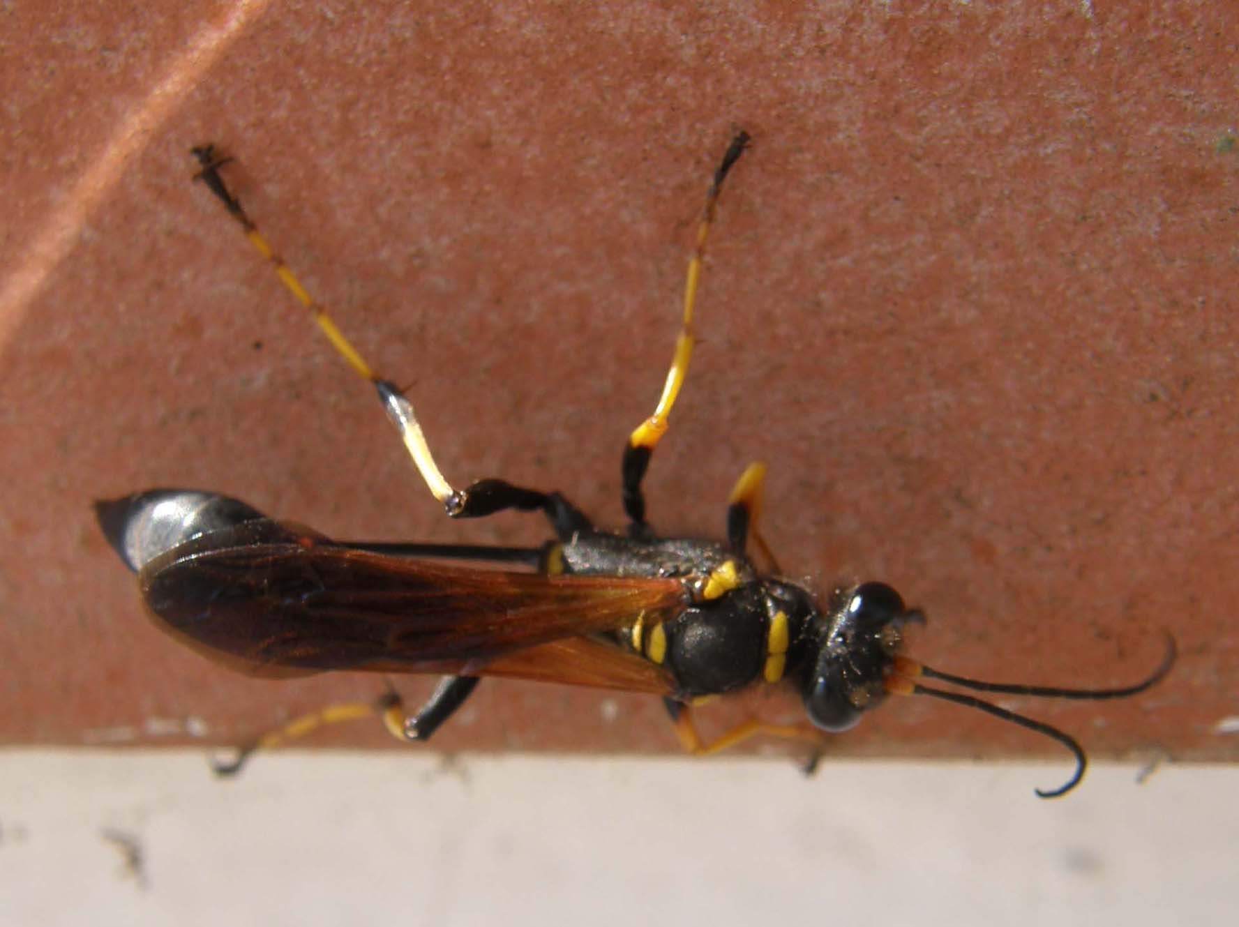 Sceliphron caementarium