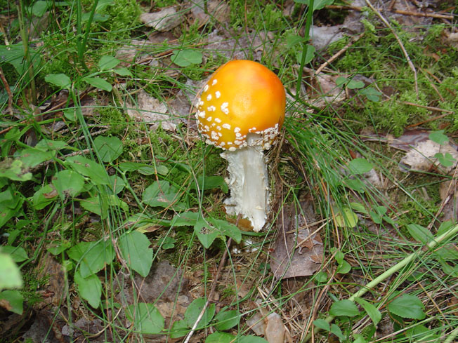 Amanita da identificare