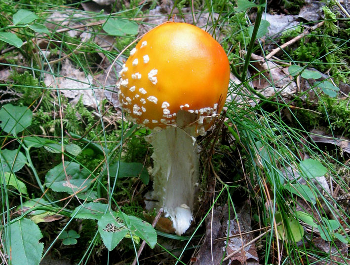 Amanita da identificare