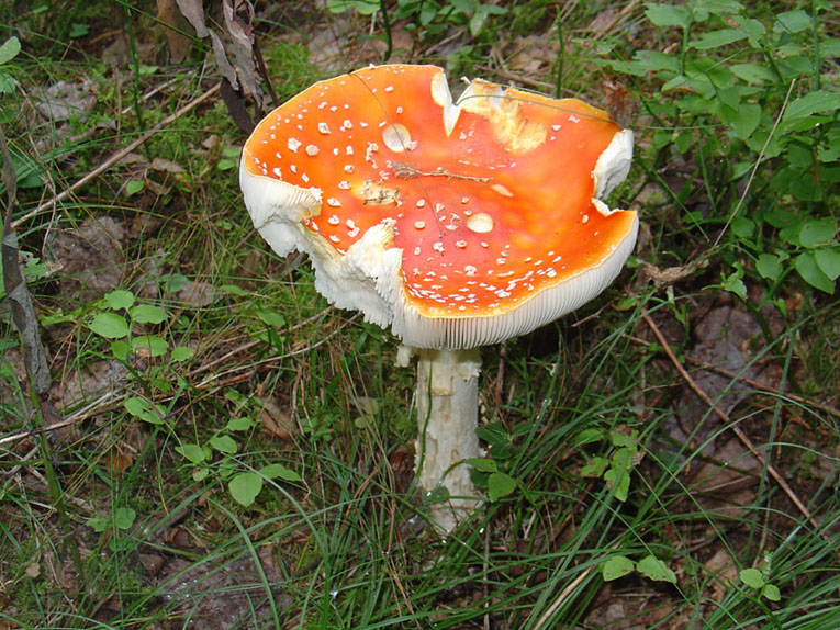 Amanita da identificare