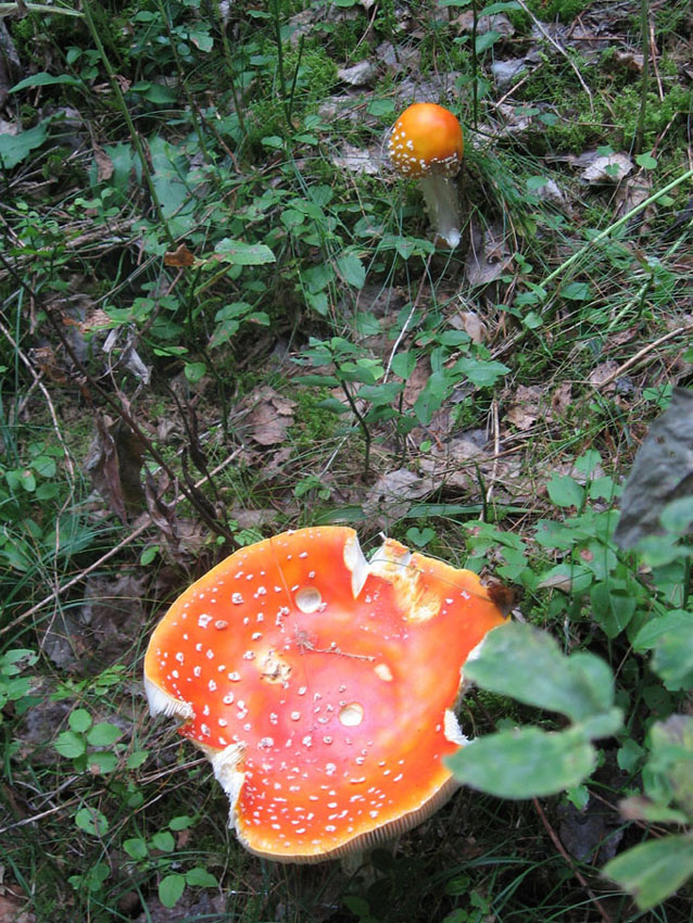 Amanita da identificare