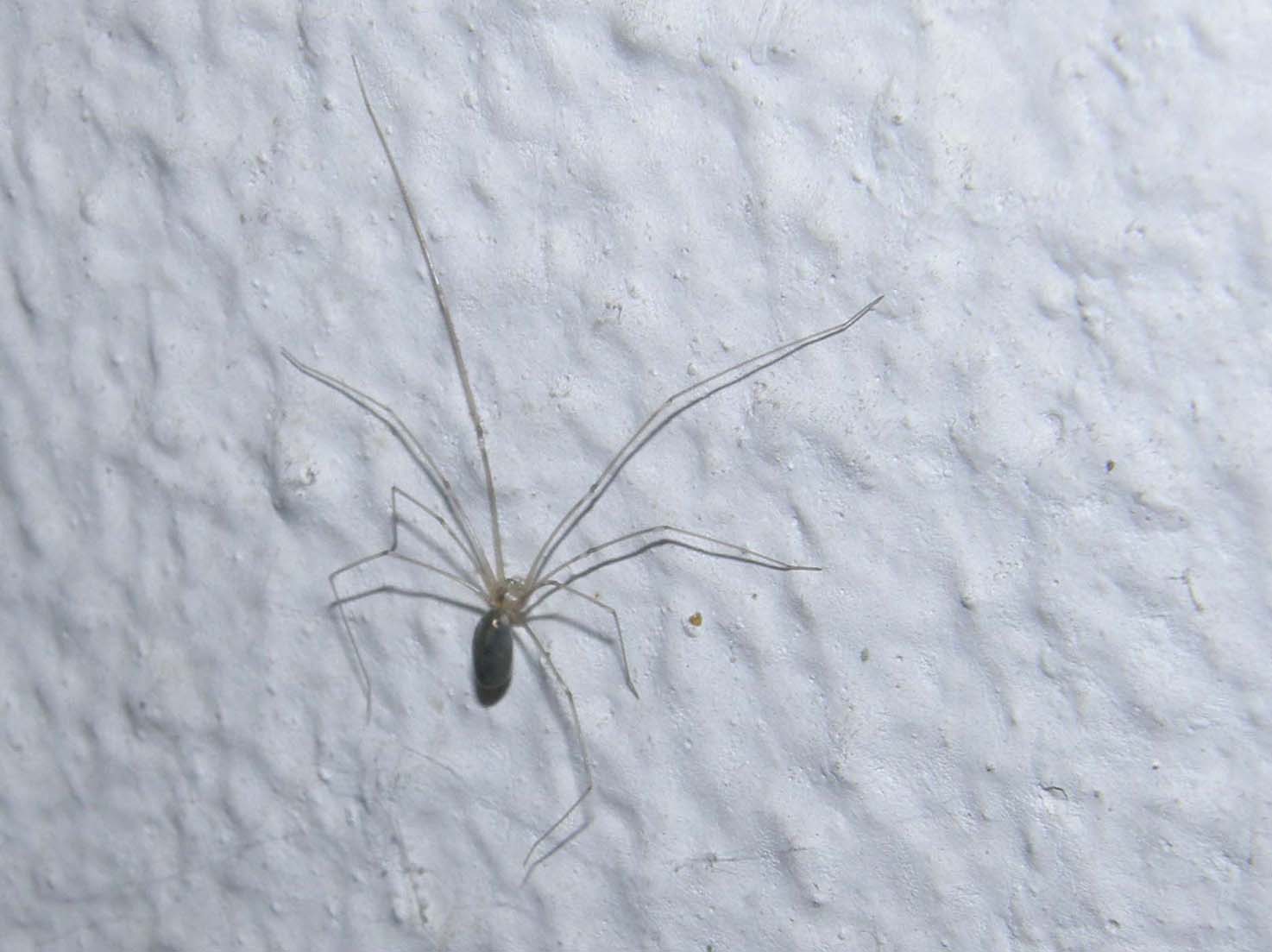 Pholcus sp.