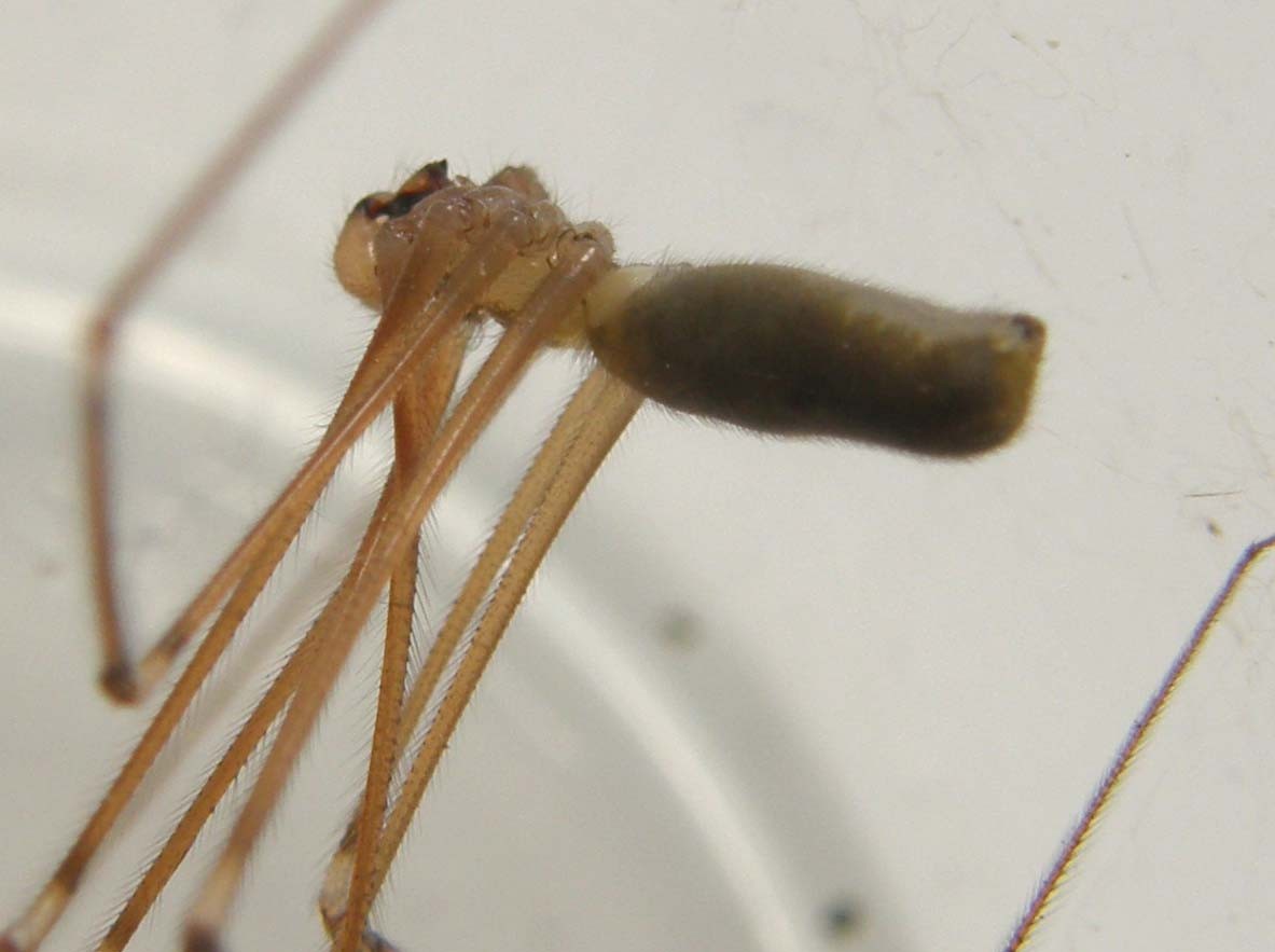 Pholcus sp.