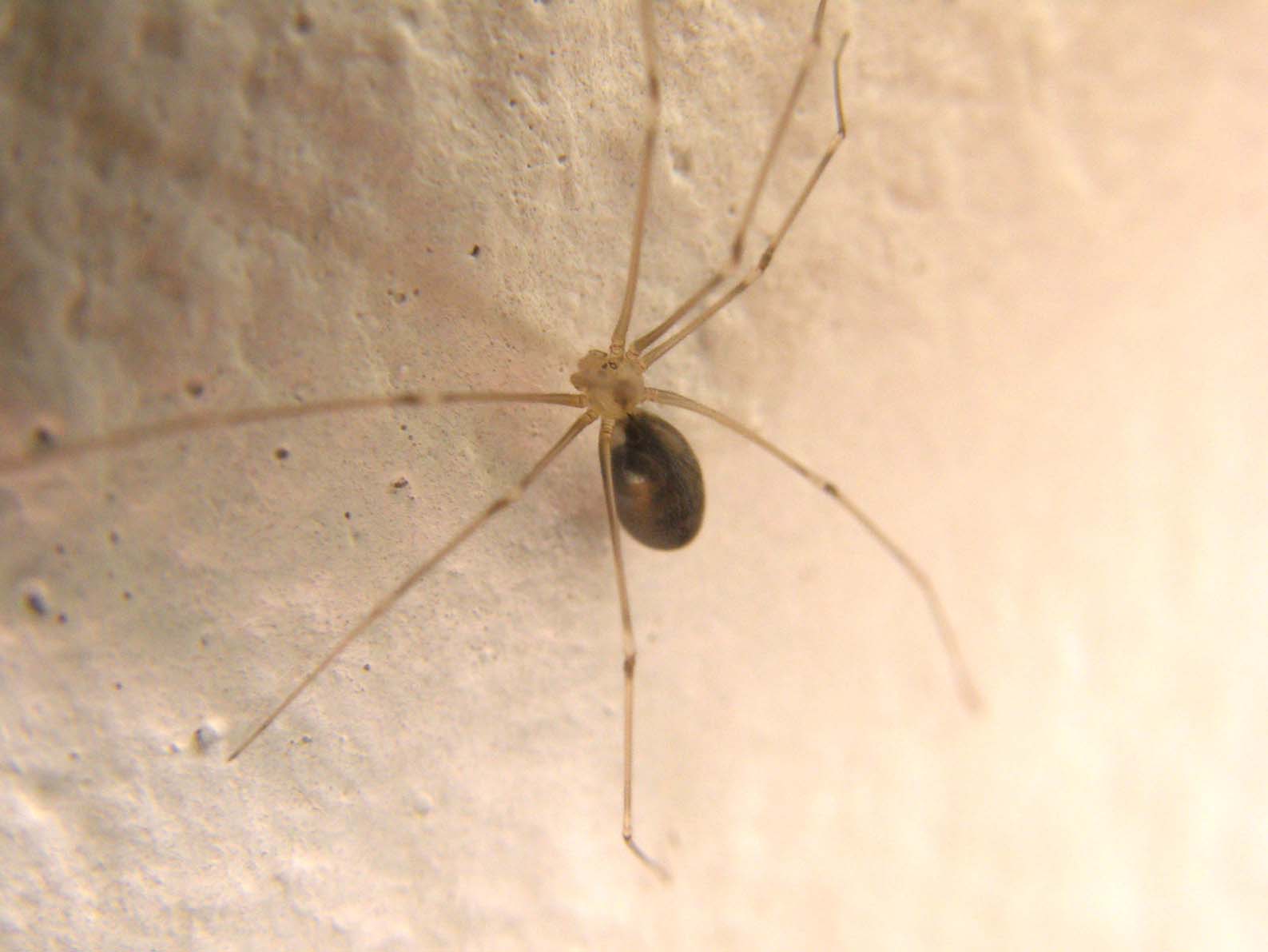 Pholcus sp.