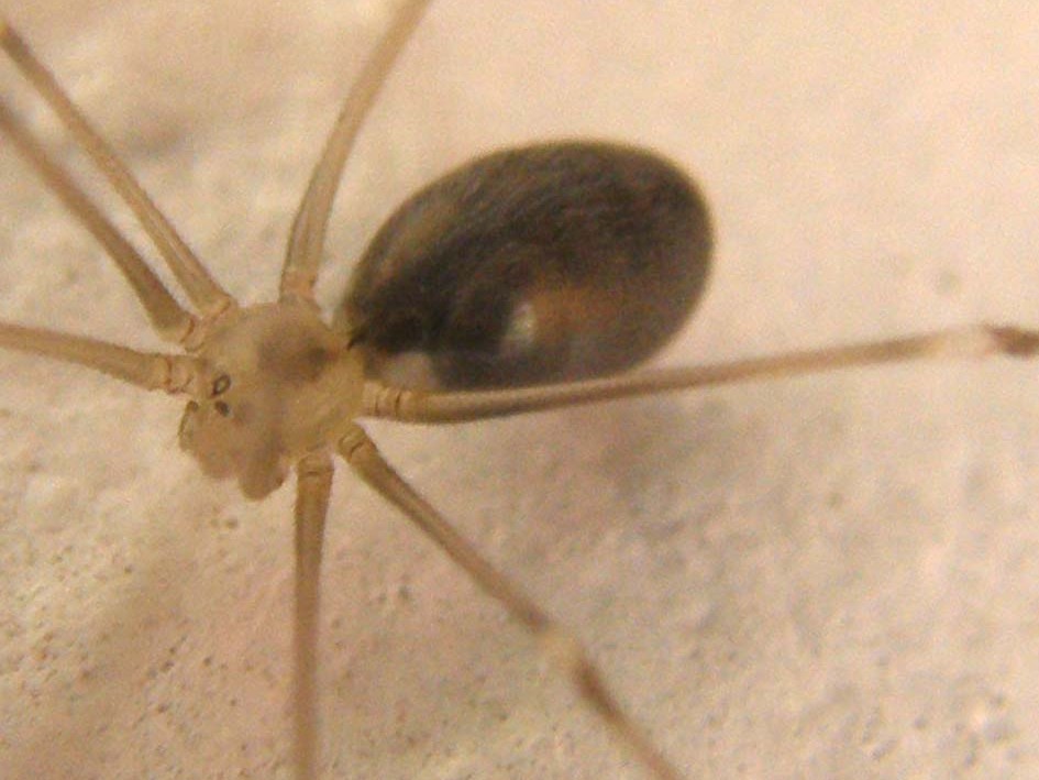 Pholcus sp.